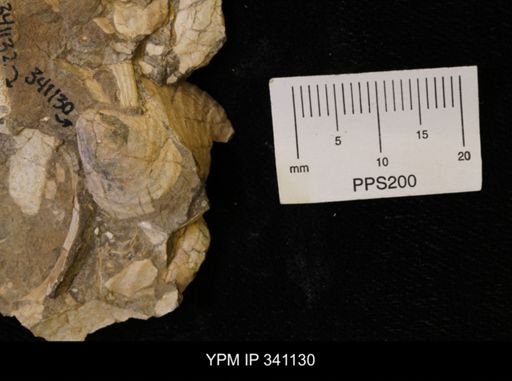 Inoceramus sp.