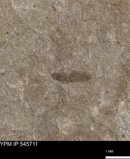 Diptera?