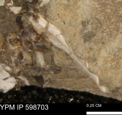 Mollusca