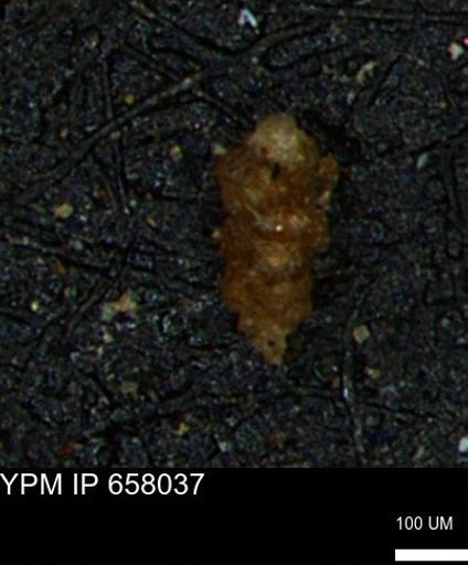 Verneuilinoides hectori