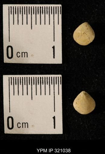 Dielasma elongatum