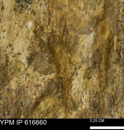 Teredo sp.