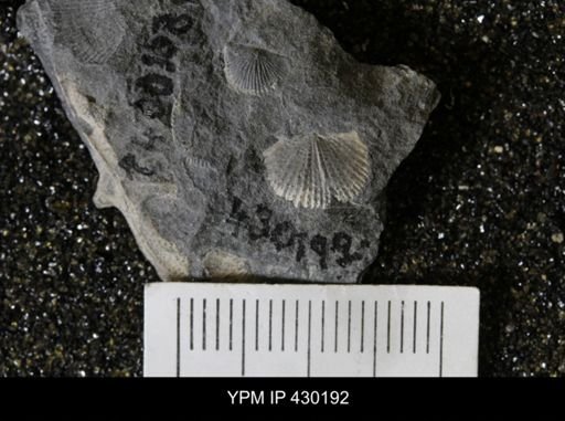 Devonochonetes scitulus