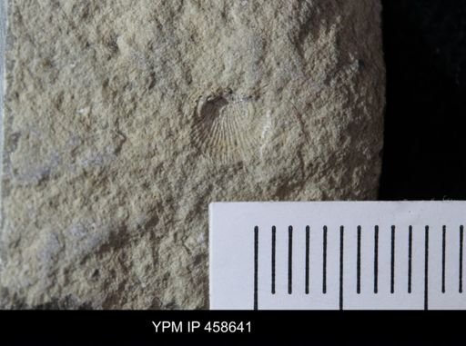 Orthotetida?