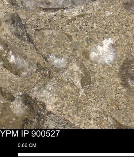 Anomia gryphorhyncha
