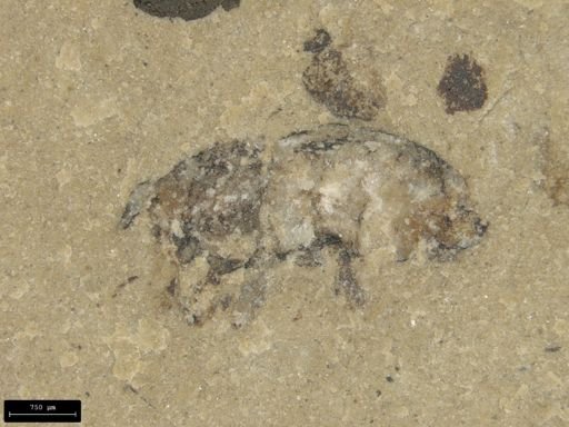 undet. Coleoptera
