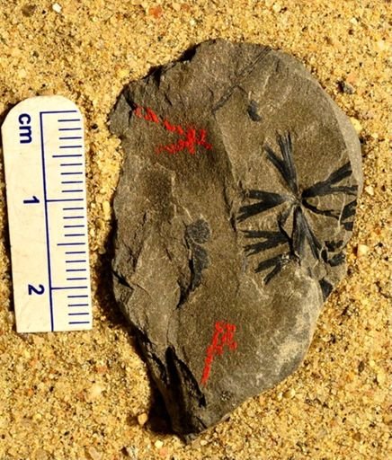 Sphenophyllum sp.