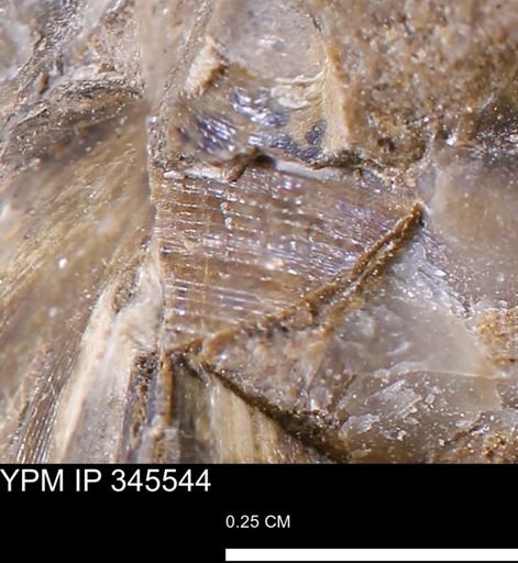 undet. Bivalvia