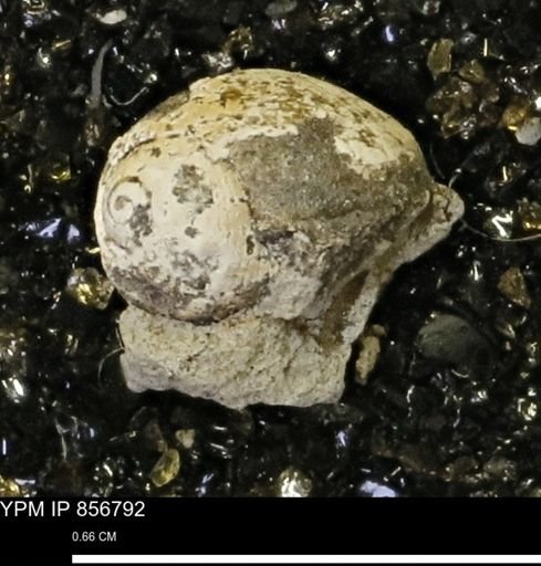 Euspira sp.