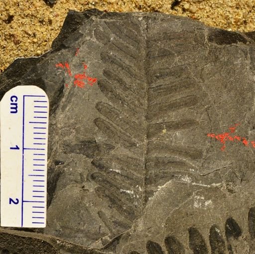 Pecopteris sp.