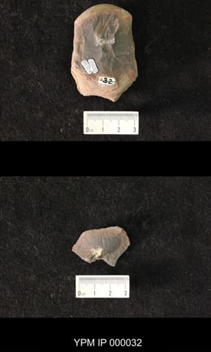 Schuchertiella gracilis