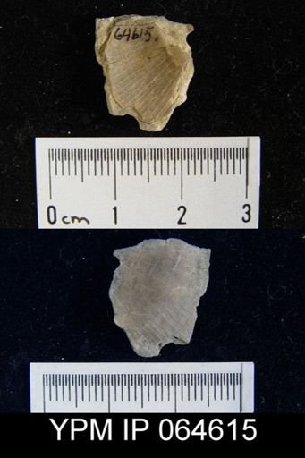 Fardenia roemeri