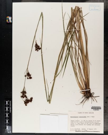 Plantae