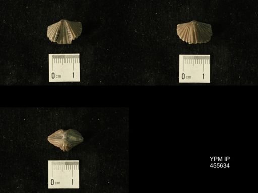 Platystrophia profundsulcata