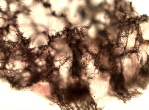 Reniera sp.