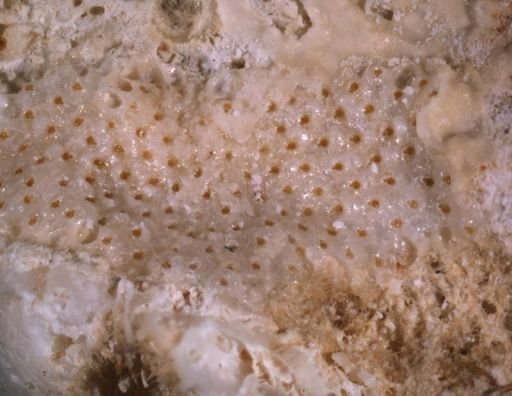 Plesiocleidochasma porcellaniforme