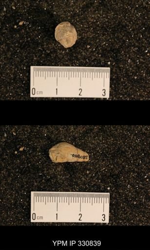 Meekospira peracuta choctawensis
