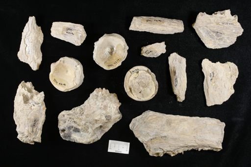 Xiphactinus audax