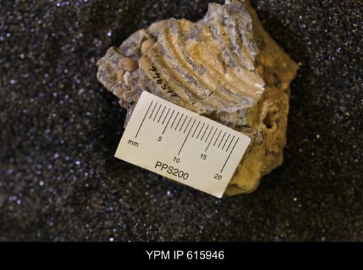 Inoceramus sp.
