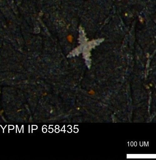 undet. Porifera