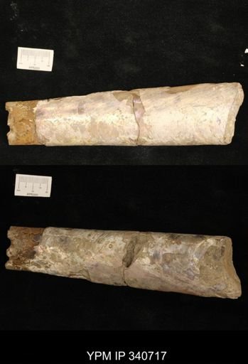 Baculites clinolobatus