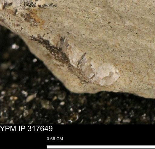 undet. Mollusca