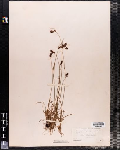 Luzula spicata