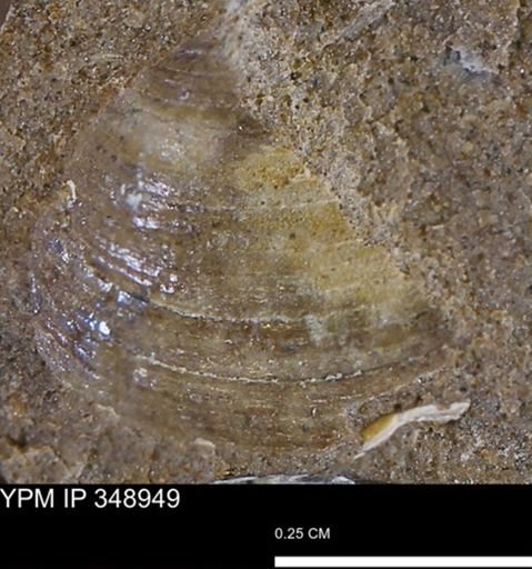 undet. Bivalvia