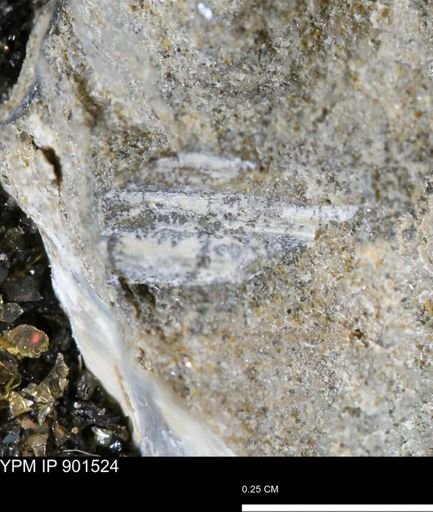 undet. Ammonoidea