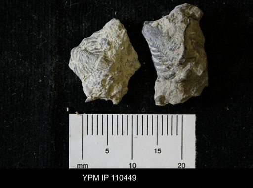 Encrinurus anticostiensis