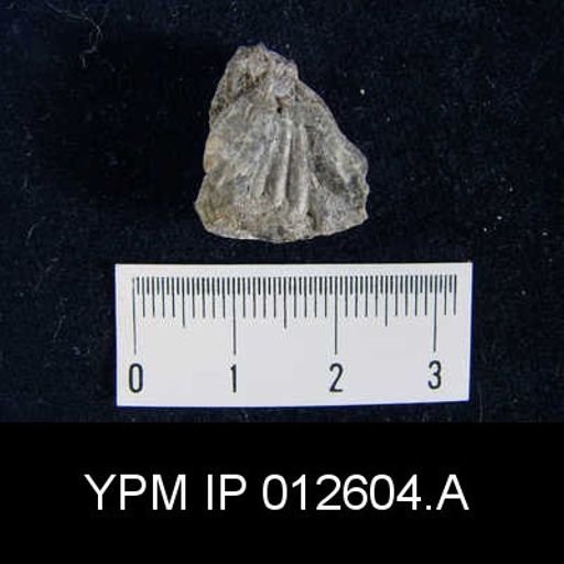 Camarophoria venusta