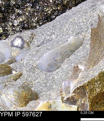 undet. Bivalvia
