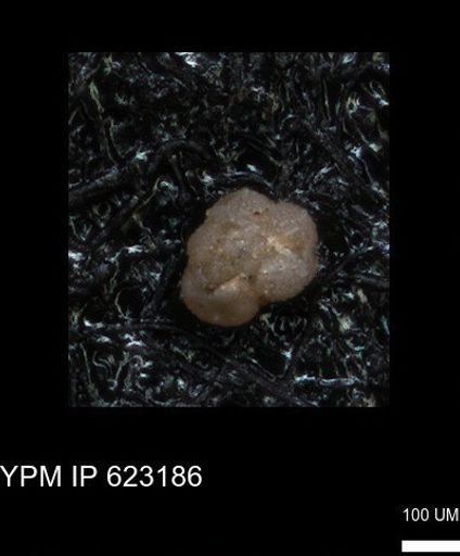 undet. Foraminiferida