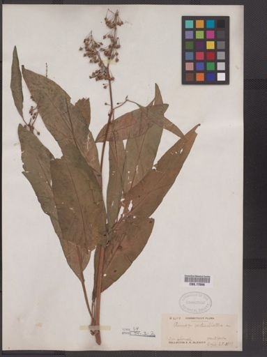 Rumex verticillatus