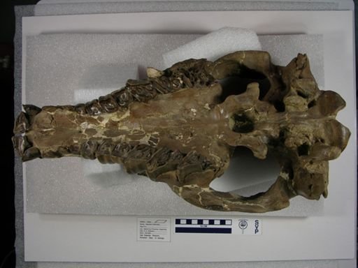 Nesodon imbricatus