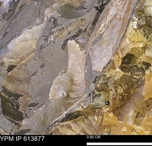 Inoceramus sp.