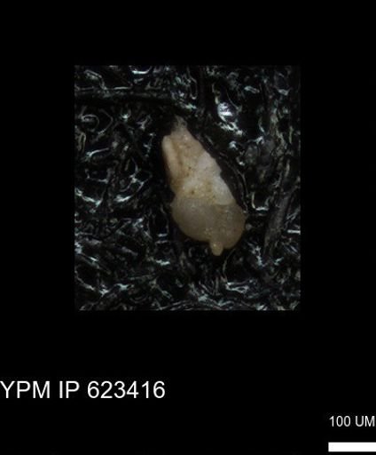 undet. Foraminiferida
