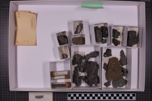 mixed taxa, stratigraphic collection