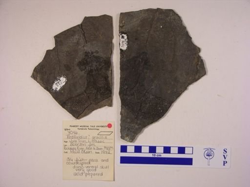 Redfieldia gracilis