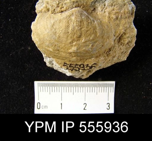 Reticularia pseudolineata