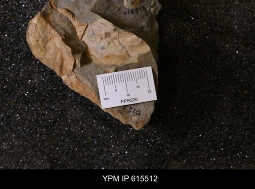 Inoceramus sp.