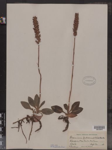 Peramium pubescens