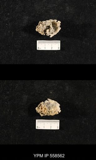 Lindstroemia permiana