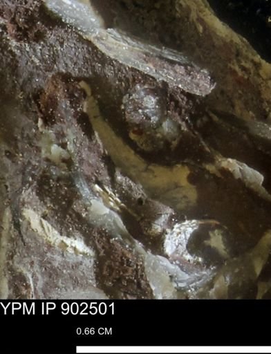 undet. Mollusca