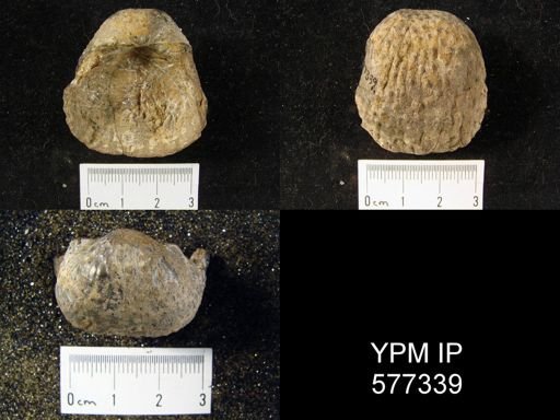Productus geinitzianus