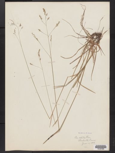 Poa languida