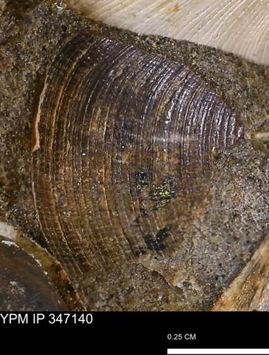 Limopsis striatopunctatus