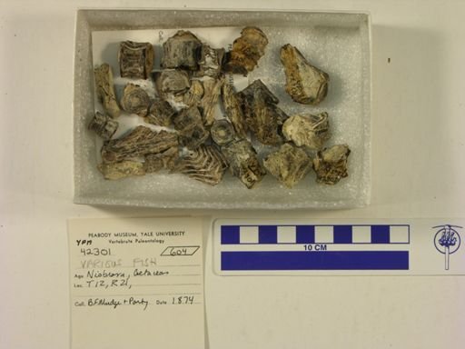Actinopterygii