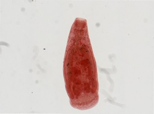 Diplodiscus