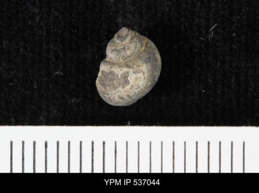 Viviparus montanaensis